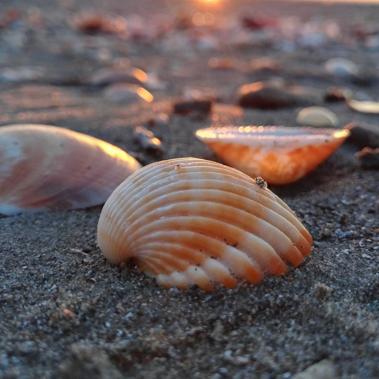 Muscheln am Strand